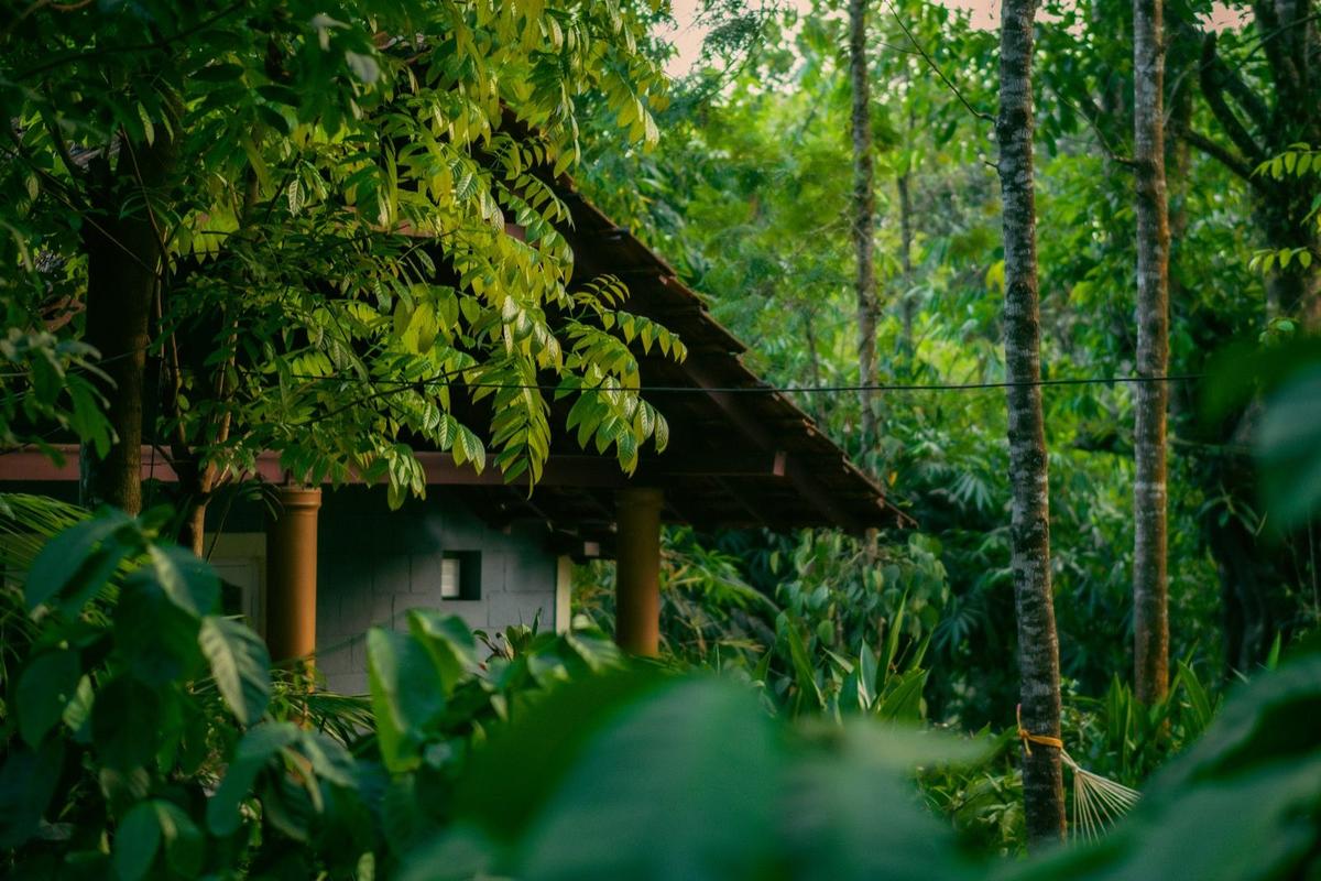 Coffee Country: Coorg vs Chikmagalur
